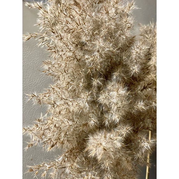 Dried Reed Décor - Picture 4 of 9